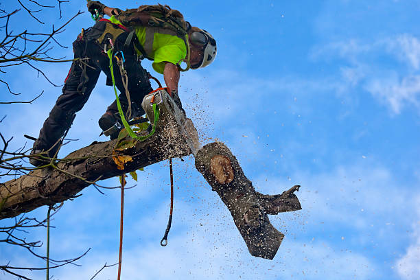 Best Tree Maintenance Programs  in Sedgwick, KS